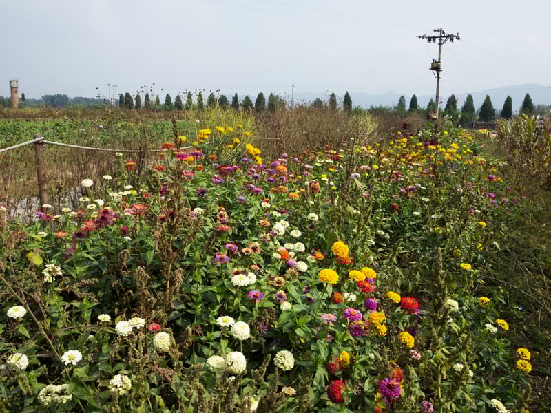 Past No Mow Could: Nature Safety in Chaotic Occasions