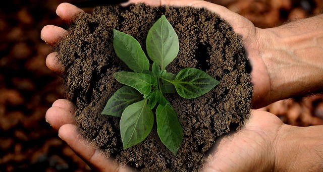 Easy Swaps, Massive Affect: How We Can All Dwell Extra Sustainably