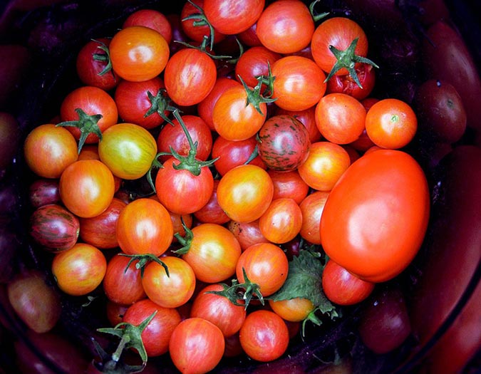 3 Consultants Share Their High Tomato-Rising Suggestions