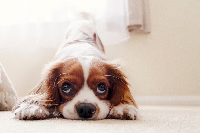 King Charles Canine: 9 Stunning Habits, Grooming Suggestions & Shedding Information Each Proprietor Should Know