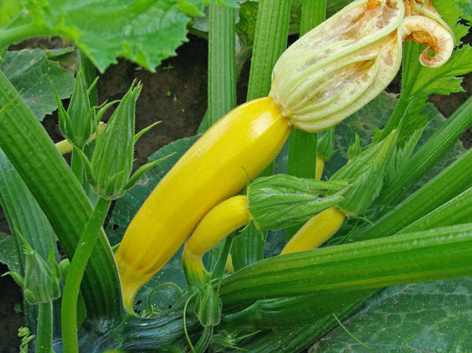 Easy methods to Outsmart the Squash Borer
