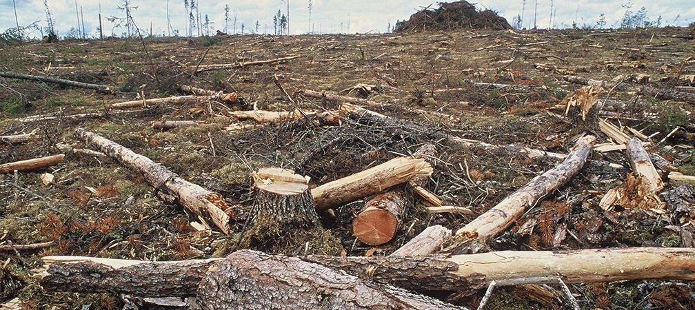 The True State of Canada’s Forests: What Authorities Reviews Go away Out